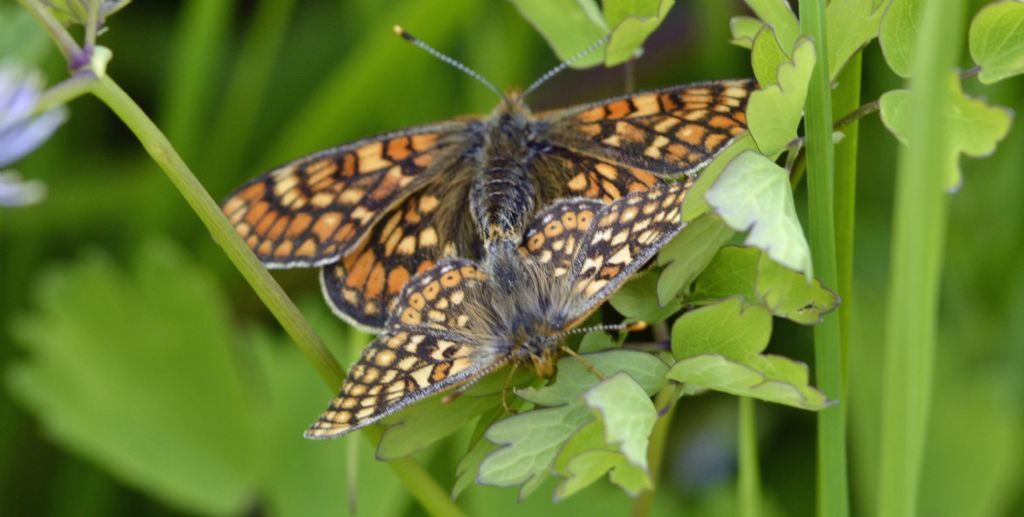 Euphydryas debilis?